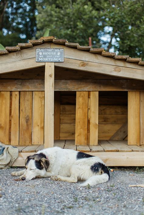 Essential Guide to House Dogs: Everything You Need to Know