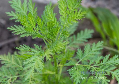 Essential Guide to Mugwort ä¸­æ–‡: Unlock Its Remarkable Benefits