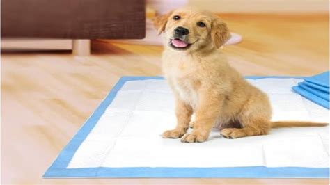 Essential Guide to Pee Pads for Dogs: A Comprehensive Overview