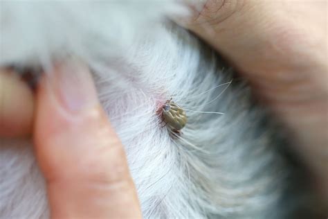 Essential Knowledge: Tick Bite Symptoms in Dogs