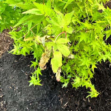 Essential Nutrients for Acer Palmatum