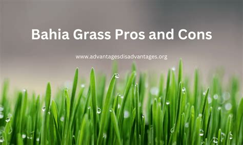 Essential Nutrients for Bahia Grass