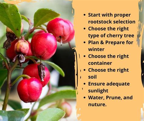 Essential Nutrients for Cherry Trees: