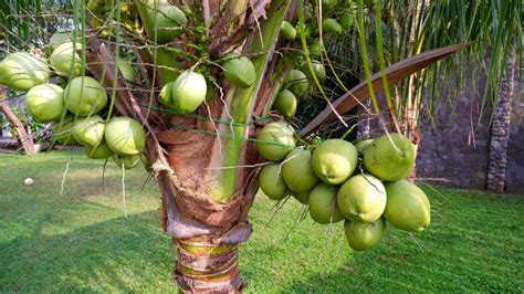 Essential Nutrients for Coconut Palm Trees