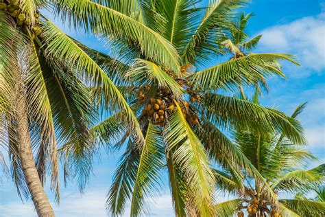 Essential Nutrients for Coconut Trees