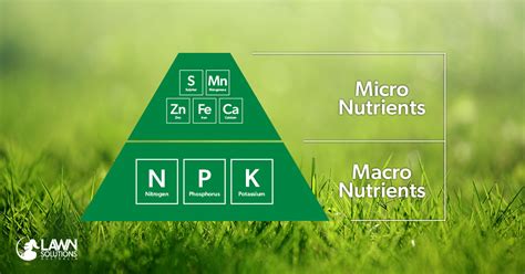 Essential Nutrients for Grass Growth