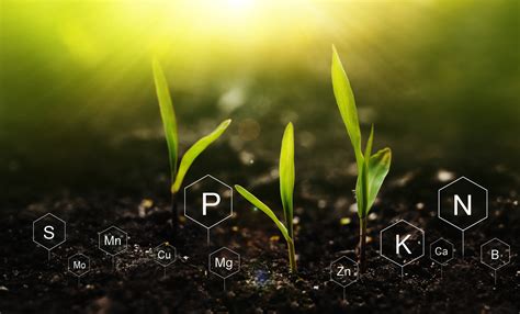 Essential Nutrients for Healthy Plant Growth