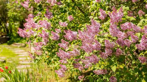 Essential Nutrients for Lilac Growth