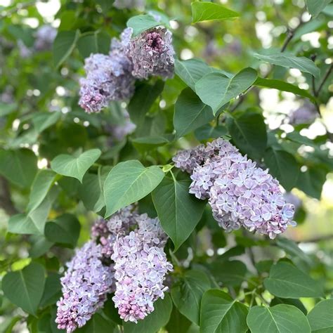 Essential Nutrients for Lilacs: