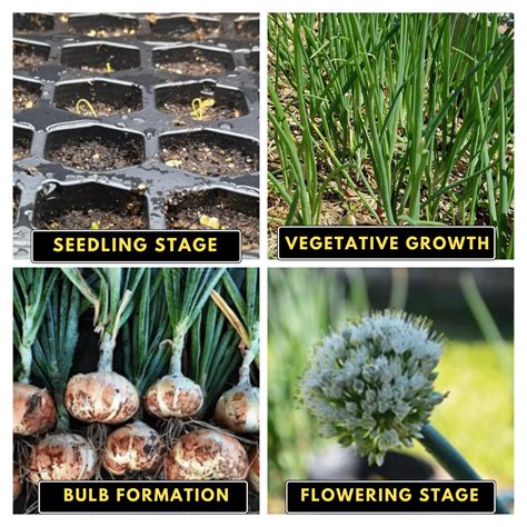 Essential Nutrients for Onion Growth