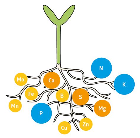 Essential Nutrients for Optimal Plant Growth