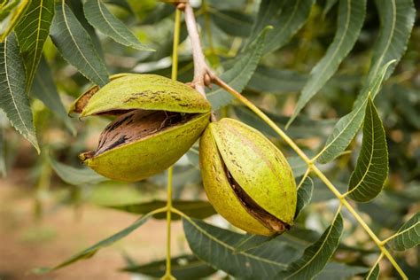 Essential Nutrients for Pecan Trees