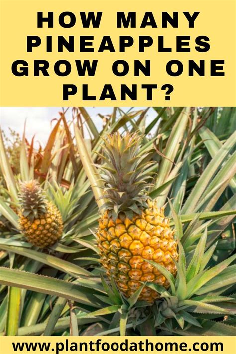 Essential Nutrients for Pineapple Growth