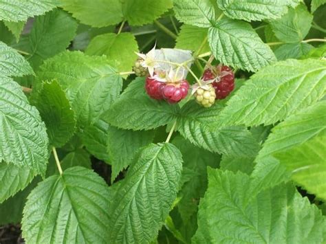 Essential Nutrients for Raspberry Plants