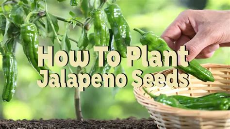 Essential Nutrients for Spicy Success: Fertilizer Tips for Thriving Jalapenos