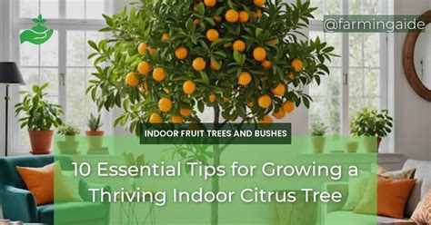 Essential Nutrients for Thriving Citrus