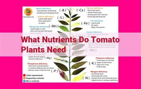 Essential Nutrients for Tomato Plants