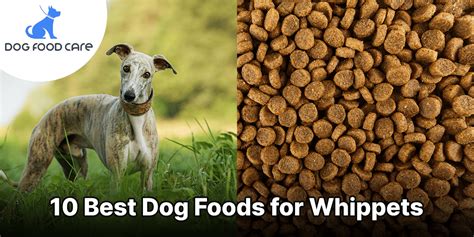 Essential Nutrition for Your Whippet Puppy