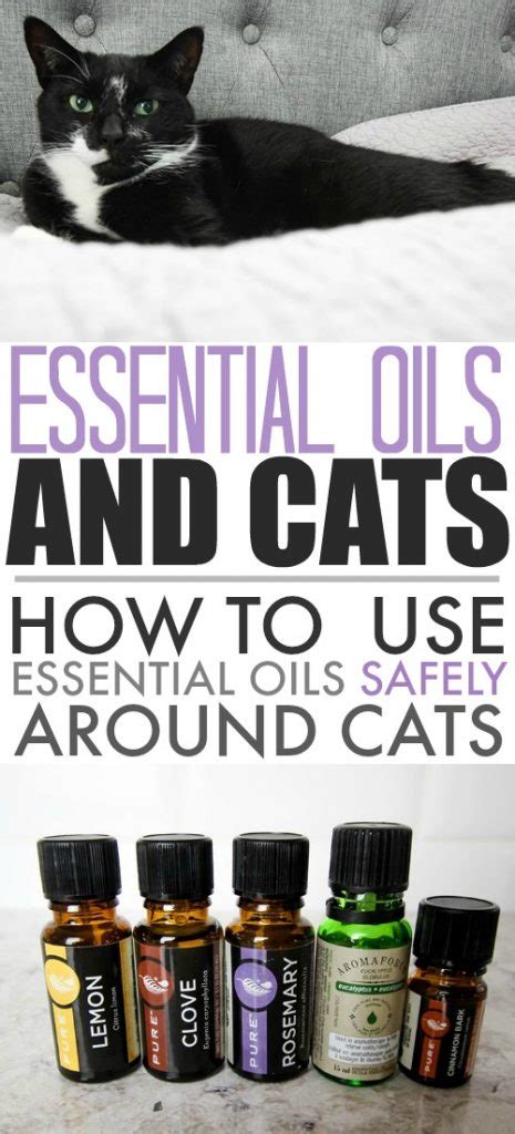 Essential Oils For Cats The Complete Guide To Safely Using Essential Oils On Your Cat Reader