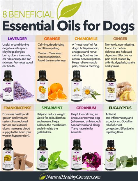 Essential Oils For Dogs The Complete Guide To Safely Using Essential Oils On Your Dog Reader