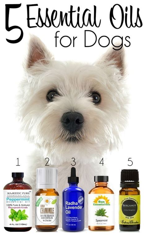 Essential Oils for Dogs A Complete Guide of Natural Remedies Kindle Editon