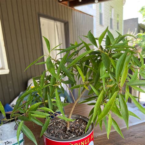 Essential Oleander Fertilizer Nutrients