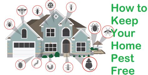 Essential Pest Control Tucson: Your Guide to a Pest-Free Home