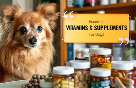 Essential Pet Health Supplements and Vitamins VS Unnecessary Extras in 2025