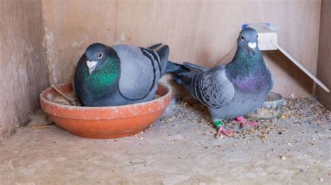 Essential Pigeon Supplies: A Comprehensive Guide for Dedicated Bird Enthusiasts