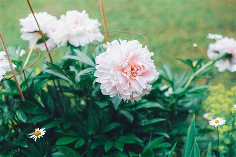 Essential Plant Nutrition: A Foundation for Thriving Peonies