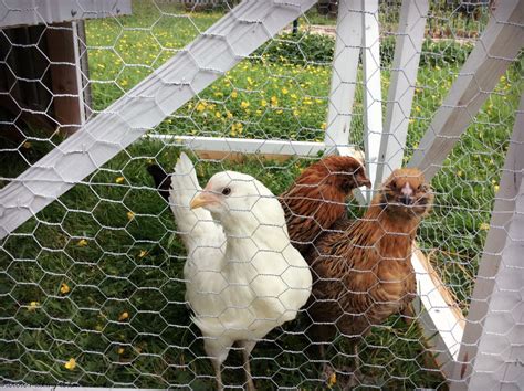 Essential Supplies for Your Thriving Chicken Coop