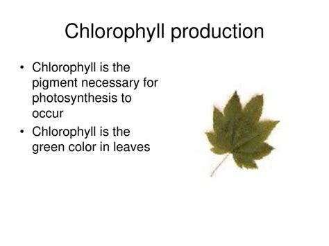 Essential for Chlorophyll Production: