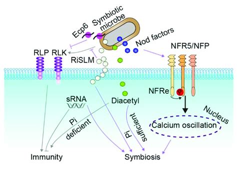 Establish Symbiotic Bonds: