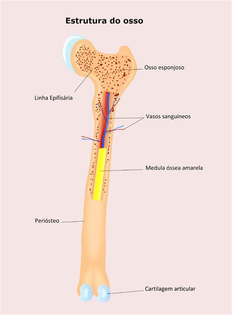 Estrutura Óssea: