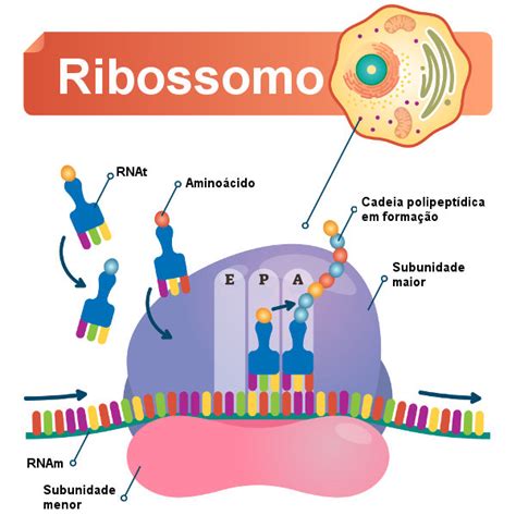 Estrutura e função dos ribossomos