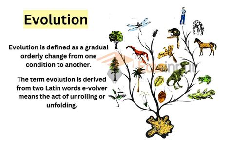 Etymology and Evolution