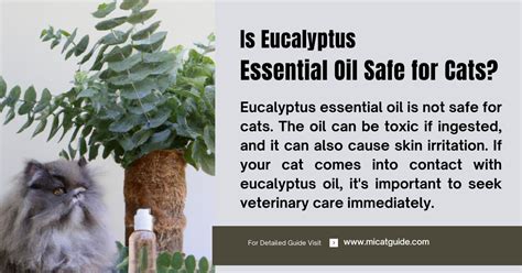 Eucalyptus and Cats: An Essential Guide