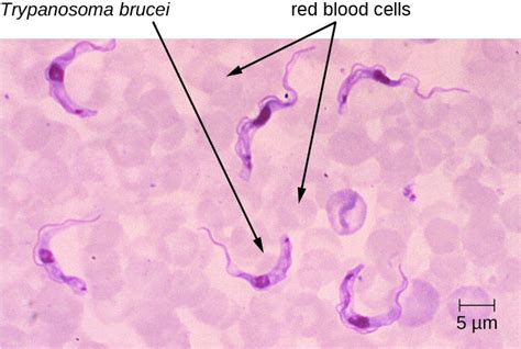 Euglenozoa Trypanosoma Brucei Epub