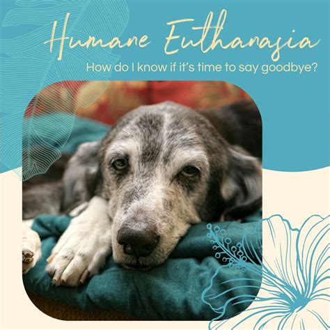 Euthanize Dog at Home: A Humane and Comfortable Goodbye