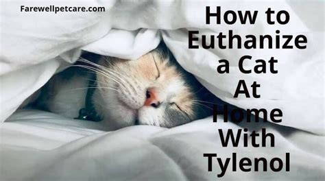 Euthanize Your Pet at Home with 5 Simple, Stress-Free Steps