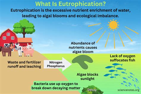 Eutrophication Answers Ap Biology Reader