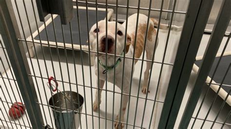 Evanston Animal Shelter: Providing Hope and Compassion for 15,000 Animals Annually