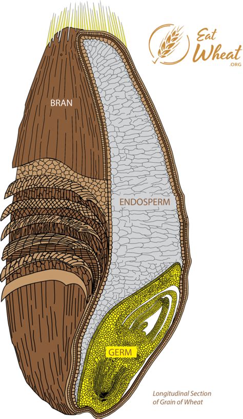 Ever Wonder What's Inside That Tiny Wheat Kernel? Unveiling the Wheat Kernel's Structure!