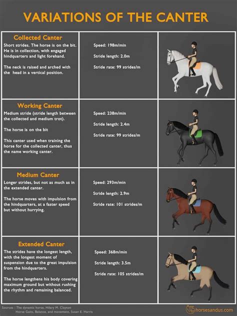 Ever Wondered What "Trotting" Means in Malayalam? Your Guide to Understanding Horse Gaits!