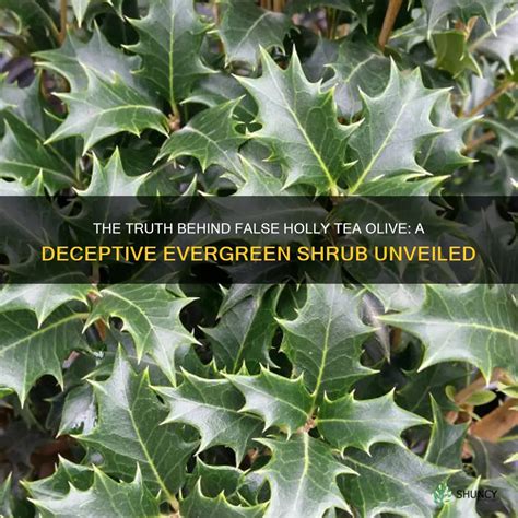 Evergreen Shrubs: Unveil the Beauty and Functionality of Hardy Plants