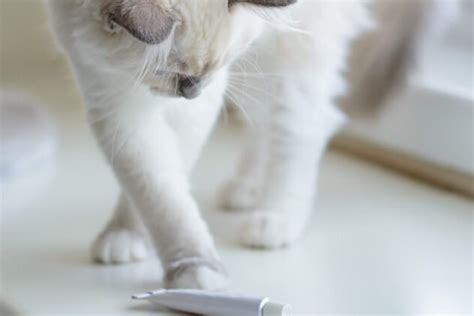 Everything You Need to Know About Antibiotic Cream for Cats