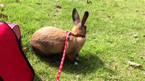 Everything You Need to Know About Bunnywalking: A Comprehensive Guide