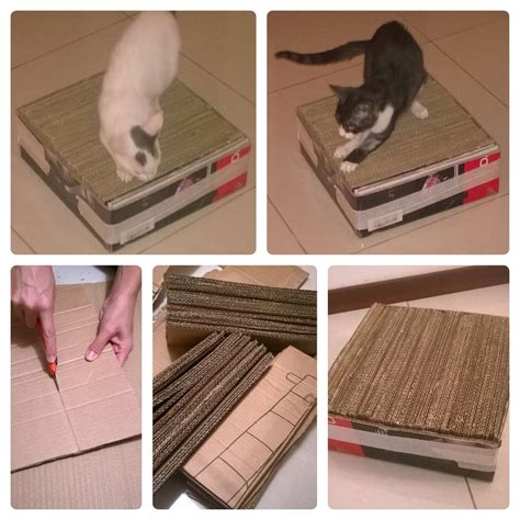 Everything You Need to Know About Cardboard Cat Scratchers: Making Informed Choices for Your Feline's Well-being