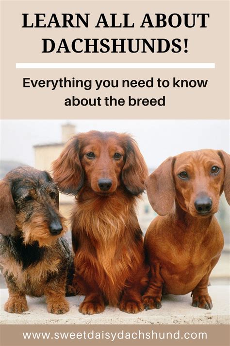 Everything You Need to Know About Dachshunds: The Complete Guide