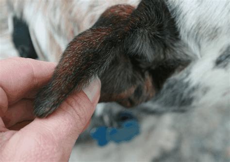 Everything You Need to Know About Dog Ear Flap Swollen